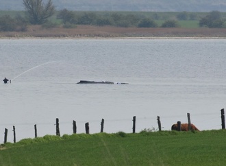 Wal-Rettung verzögert sich weiter - Initiative erhebt Vorwürfe gegen Behörden