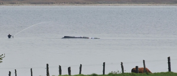 Wal-Rettung: Tier ''freigespült'' - aber kein Transport am Samstag