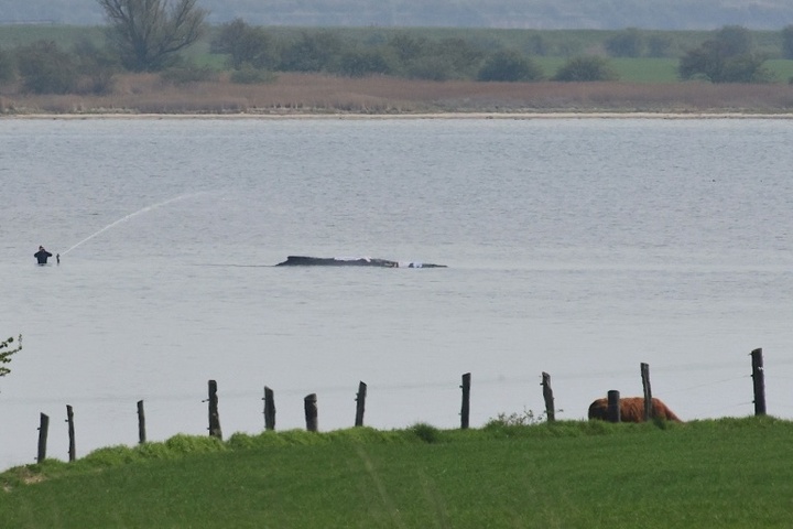 Wal-Rettung verzögert sich weiter - Initiative erhebt Vorwürfe gegen Behörden