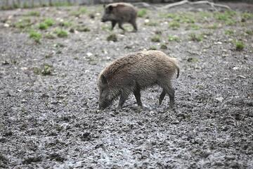 Fast 3.000 verstrahlte Wildschweine identifiziert und getötet