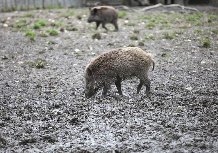 Fast 3.000 verstrahlte Wildschweine identifiziert und getötet