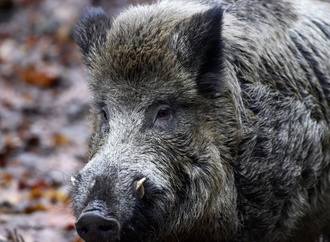 Presse: Fast 3000 verstrahlte Wildschweine wurden 2025 vernichtet