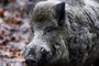 Presse: Fast 3000 verstrahlte Wildschweine wurden 2025 vernichtet
