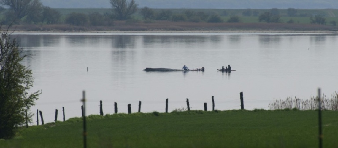 Gestrandeter Wal: Rettungsaktion wird fortgesetzt - Initiator hoffnungsvoll