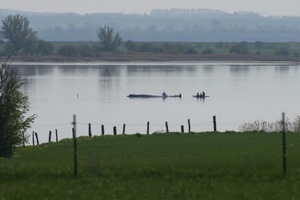 Gestrandeter Wal: Abtransport wird vorbereitet - Schlepper wartet in Wismar
