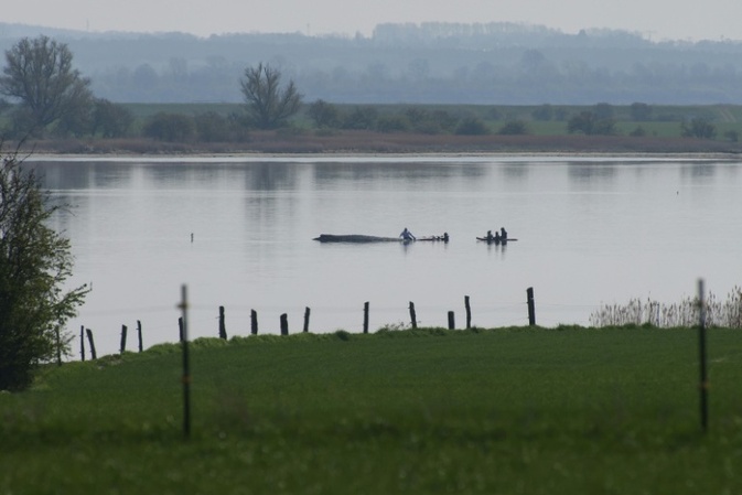 Gestrandeter Wal: Abtransport wird vorbereitet - Schlepper wartet in Wismar