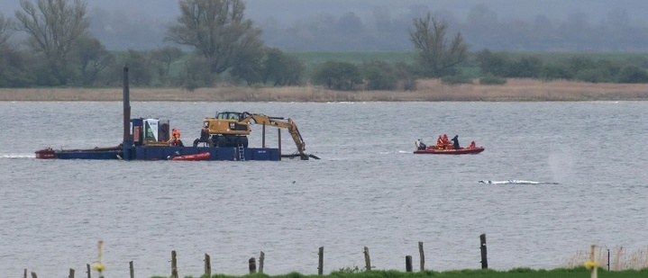 Gestrandeter Wal: Abtransport wird vorbereitet - Schlepper wartet in Wismar