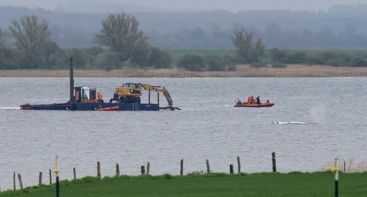Gestrandeter Wal: Abtransport wird vorbereitet - Schlepper wartet in Wismar