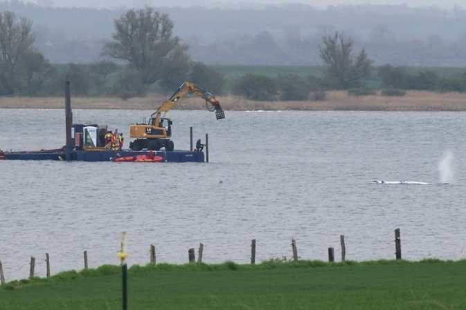 Drama um notleidenden Wal in Ostsee: Tier schwimmt sich frei und kommt wieder fest