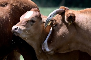 Unbekannte stehlen 70 Rinder von Weide in Brandenburg