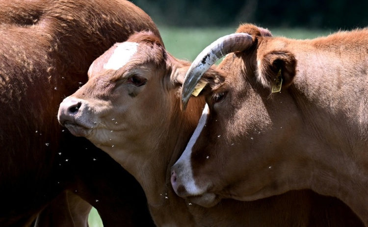 Unbekannte stehlen 70 Rinder von Weide in Brandenburg