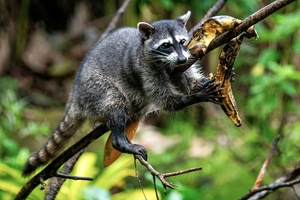 Nordrhein-Westfalen: Unbekannter erschießt Waschbär mit Armbrust
