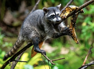 Nordrhein-Westfalen: Unbekannter erschießt Waschbär mit Armbrust