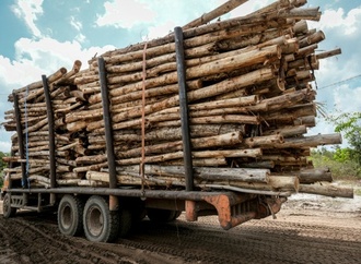 AFP-Recherche: Plantagenholz aus Indonesien für ''klimaneutrale'' Verpackungen