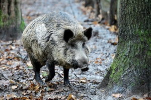 Fußgängerzone von Bad Harzburg: Wildschwein steckt mit Kopf in Metallzaun fest