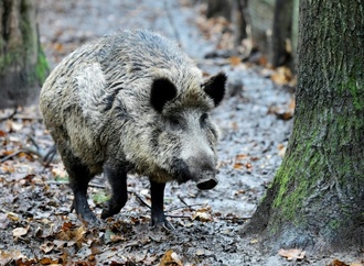 Fußgängerzone von Bad Harzburg: Wildschwein steckt mit Kopf in Metallzaun fest