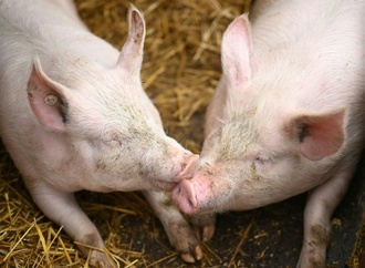 Fast 300 Schweine verenden bei Brand auf Bauernhof in Niedersachsen