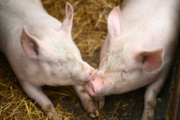 Fast 300 Schweine verenden bei Brand auf Bauernhof in Niedersachsen