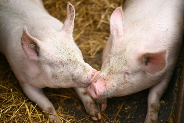 Fast 300 Schweine verenden bei Brand auf Bauernhof in Niedersachsen