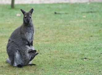Polizei fängt kleines Känguru in Nordrhein-Westfalen ein - Halter gesucht
