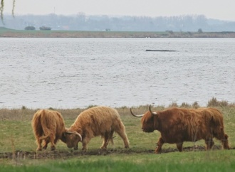 Buckelwal vor Insel Poel: Retter wollen mehr als hundert Meter lange Rinne graben