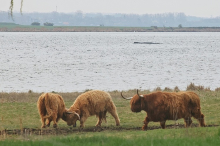 Buckelwal vor Insel Poel: Retter wollen mehr als hundert Meter lange Rinne graben
