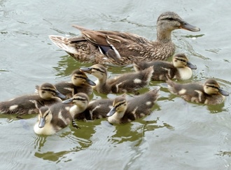 Entenfamilie verursacht Stau auf hessischer Autobahn - Küken und Mutter gerettet