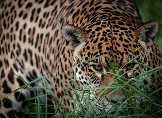 Studie: Klimabedingte Extremwetterereignisse bedrohen Lebensräume von Landtieren