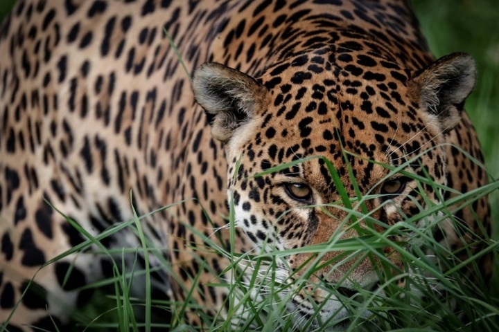 Studie: Klimabedingte Extremwetterereignisse bedrohen Lebensräume von Landtieren