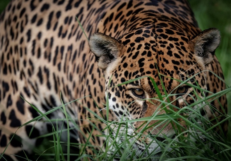 Studie: Klimabedingte Extremwetterereignisse bedrohen Lebensräume von Landtieren