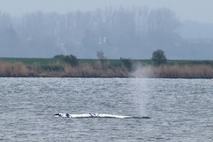 Drama um Buckelwal in Ostsee: Helfer bemühen sich weiter um Rettung
