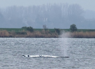 Wal-Drama vor Ostseeinsel Poel: Pläne für Transport in Spezialschiff