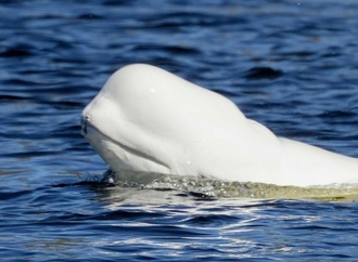 Norwegen: Belugawal in Fluss bei Oslo gesichtet