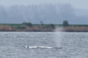Wal vor Insel Poel: Helfer können Rettungsversuch starten