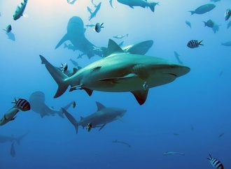 Haie fressen toten Wal vor australischer Küste - Zahlreiche Strände gesperrt