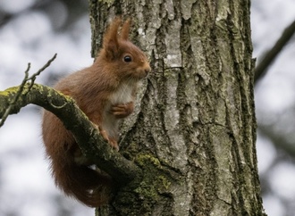 Eichhörnchen ist Gartentier des Jahres 2026