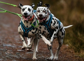 Paketbote springt auf Flucht vor Hunden auf Porsche: Keine Haftung für Schäden