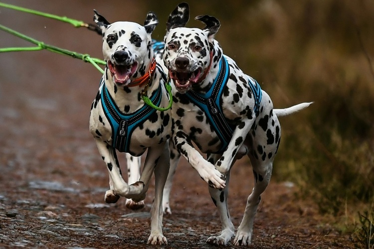 Paketbote springt auf Flucht vor Hunden auf Porsche: Keine Haftung für Schäden
