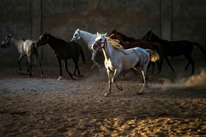 Blindgänger in Baden-Württemberg entschärft: Menschen und Pferde verlassen Gestüt