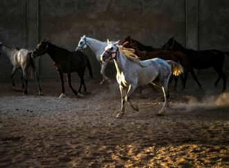 Blindgänger in Baden-Württemberg entschärft: Menschen und Pferde verlassen Gestüt