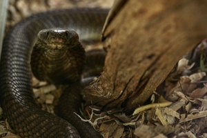 Schlangenbiss in Ägypten-Urlaub: Urlauber aus Bayern stirbt nach Show in Hotel