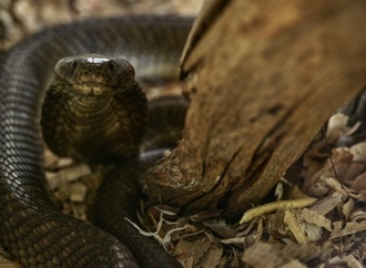 Schlangenbiss in Ägypten-Urlaub: Urlauber aus Bayern stirbt nach Show in Hotel