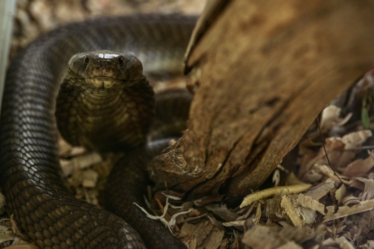 Schlangenbiss in Ägypten-Urlaub: Urlauber aus Bayern stirbt nach Show in Hotel