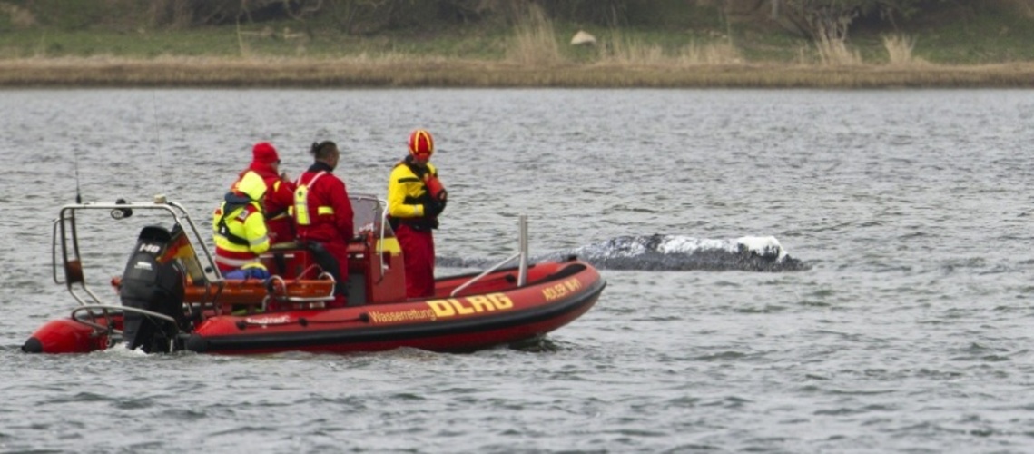 Waldrama vor Insel Poel: Rettung mit Lastkahn soll am Dienstagmorgen starten