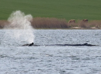Abtransport von Buckelwal in offenes Meer kann Backhaus zufolge starten