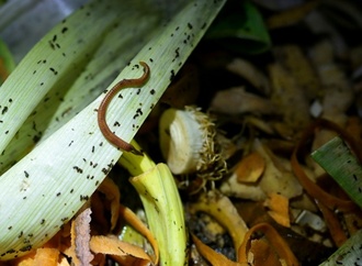 Urteil aus Hessen: Gartenbesitzerin muss Tonne für Bioabfälle benutzen