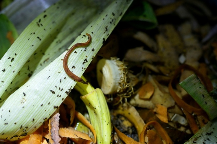 Urteil aus Hessen: Gartenbesitzerin muss Tonne für Bioabfälle benutzen