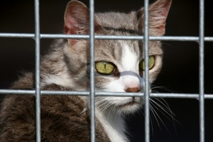 Hunde und Katzen: EU-Parlament beschließt Chip-Pflicht gegen illegalen Handel