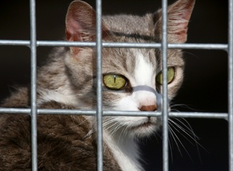 Hunde und Katzen: EU-Parlament beschließt Chippflicht gegen illegalen Handel