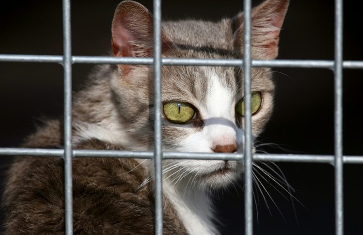 Hunde und Katzen: EU-Parlament beschließt Chip-Pflicht gegen illegalen Handel